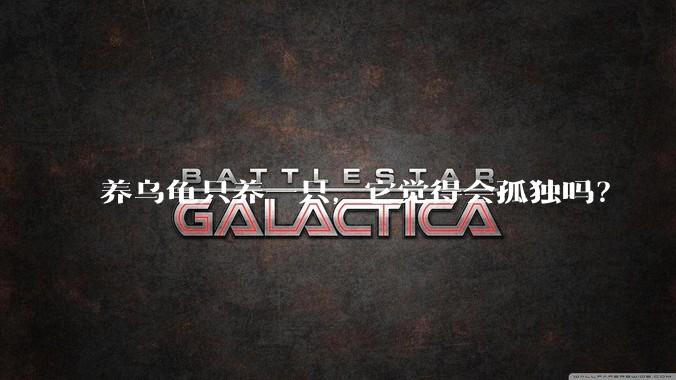 养乌龟只养一只，它觉得会孤独吗？