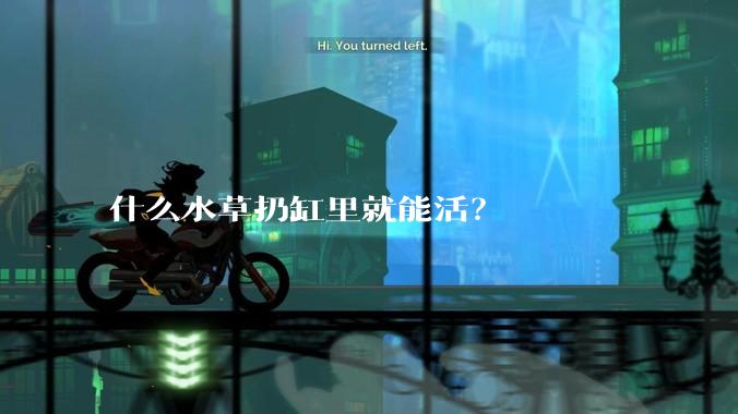 什么水草扔缸里就能活？
