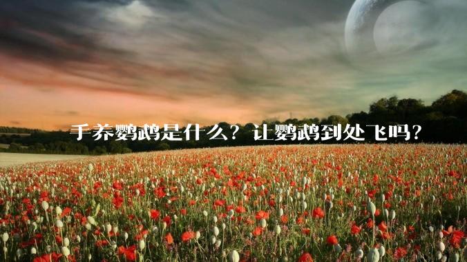 手养鹦鹉是什么？让鹦鹉到处飞吗？