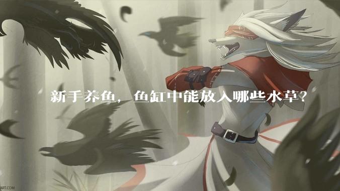 新手养鱼，鱼缸中能放入哪些水草？