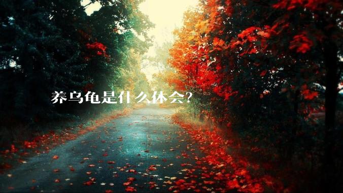 养乌龟是什么体会？