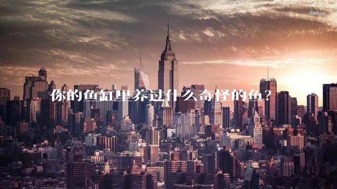 你的鱼缸里养过什么奇怪的鱼？
