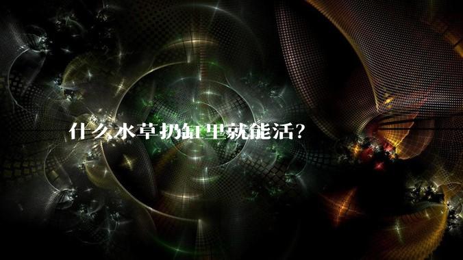 什么水草扔缸里就能活？