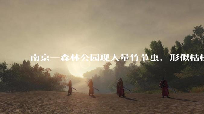 南京一森林公园现大量竹节虫，形似枯枝，网友称凑近才发现是虫子落荒而逃，竹节虫会不会咬人？碰到它会怎样？