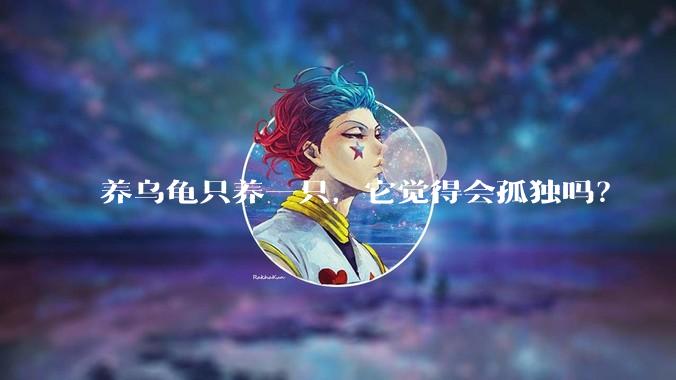 养乌龟只养一只，它觉得会孤独吗？