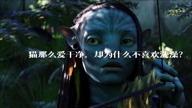 猫那么爱干净，却为什么不喜欢洗澡？