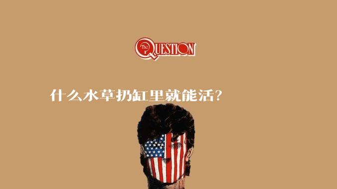 什么水草扔缸里就能活？