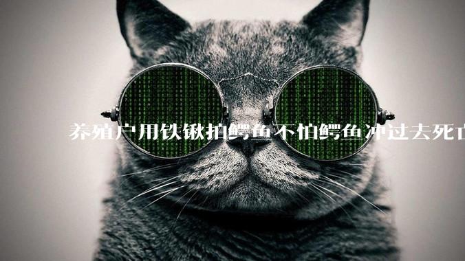 养殖户用铁锹拍鳄鱼不怕鳄鱼冲过去死亡翻滚吗？