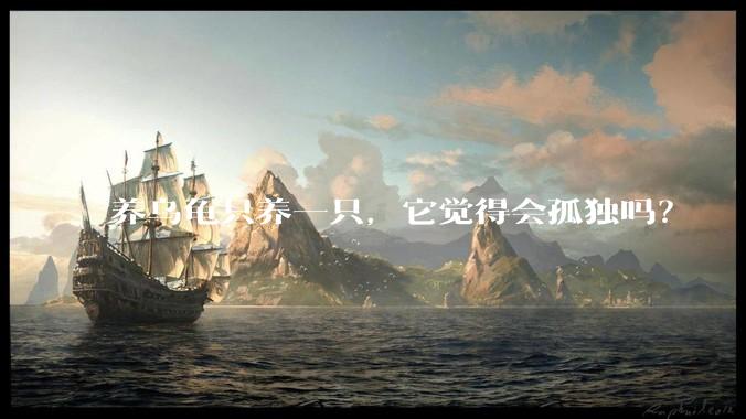 养乌龟只养一只，它觉得会孤独吗？