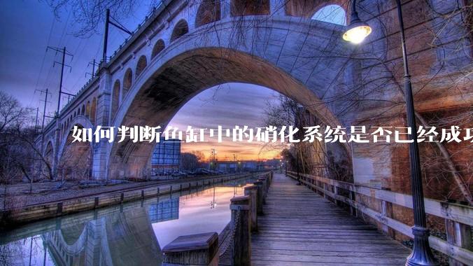 如何判断鱼缸中的硝化系统是否已经成功建立？